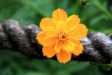 小黃花