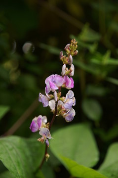 蛾眉豆花