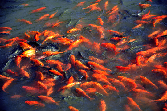 魚群