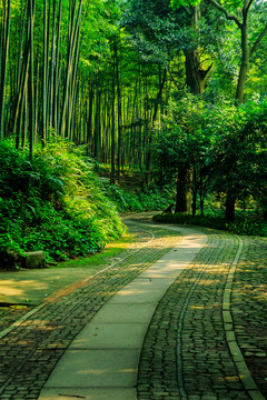 林中小路