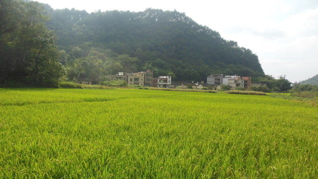 山區(qū)稻田