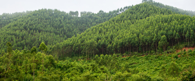 路邊桉樹(shù)林