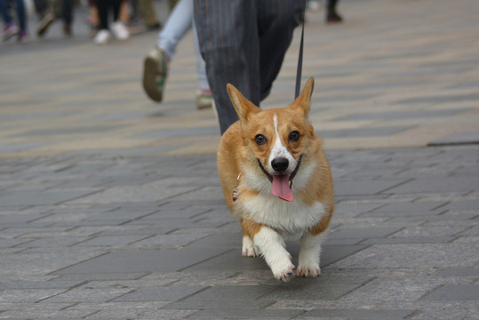 奔跑中的狗狗