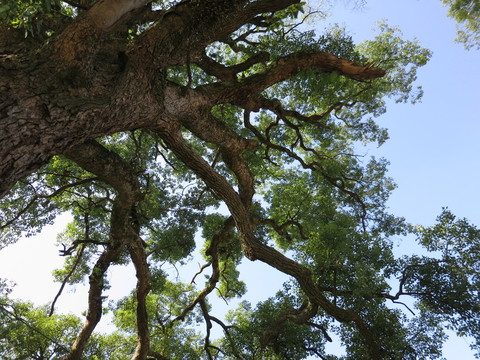 樟樹(shù)