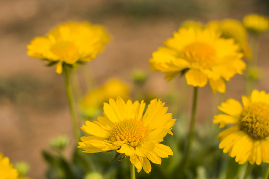 野菊