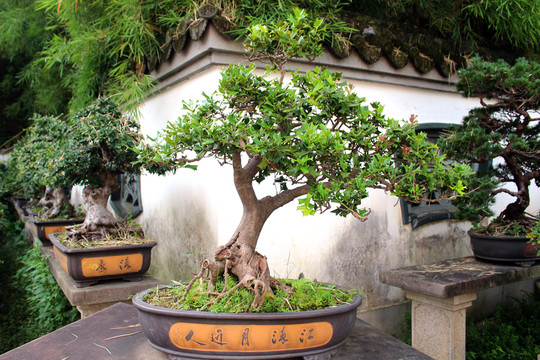 盆栽
