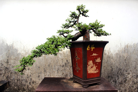 盆栽