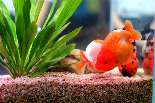 金魚