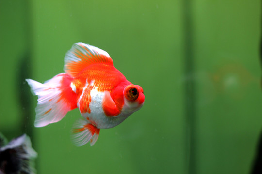 金魚(yú)