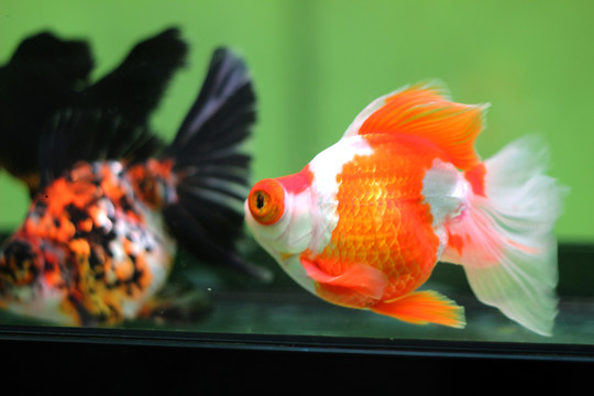 金魚