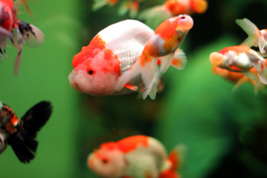 金魚