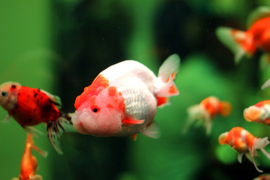 金魚(yú)
