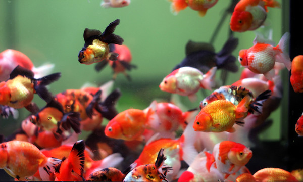 金魚