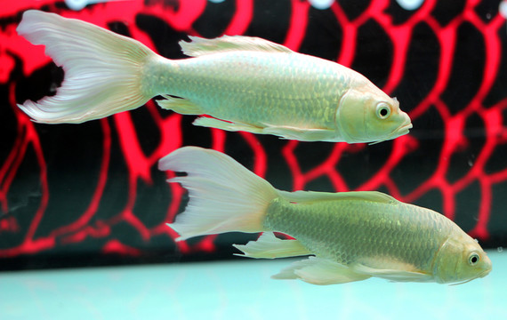 金龍魚