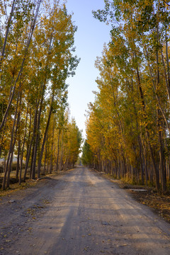 林蔭道