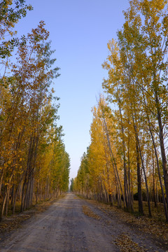 鄉(xiāng)間路