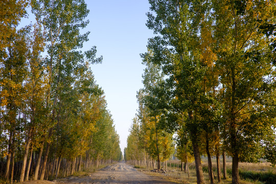 鄉(xiāng)間小路