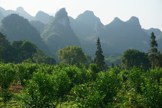 柑橘樹