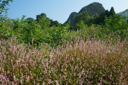 花海