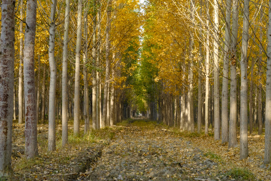 樹林
