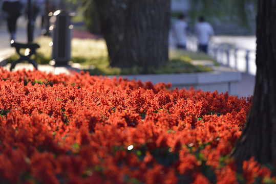 紅花