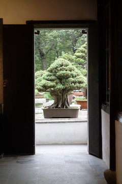 盆景
