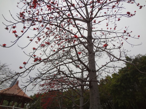 木棉花樹