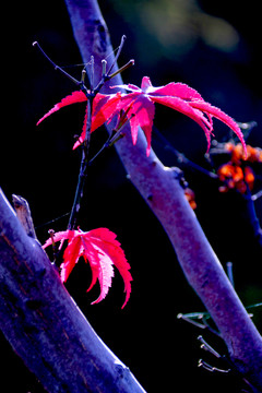 紅葉