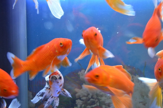 金魚