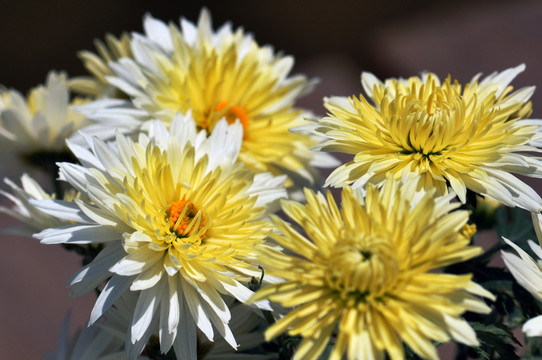 菊花