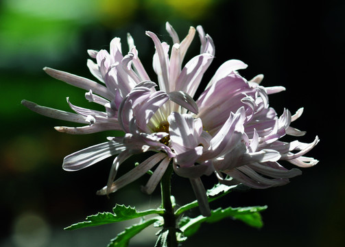 菊花