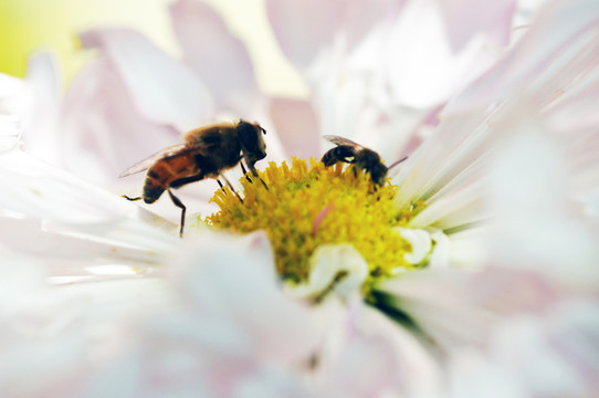 蜜蜂