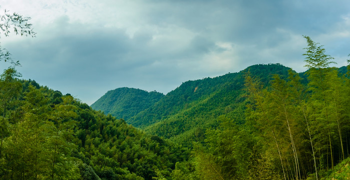 山林竹海