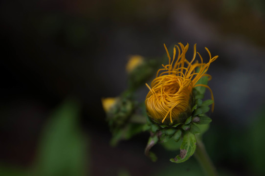 花團(tuán)