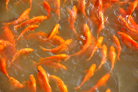 魚群