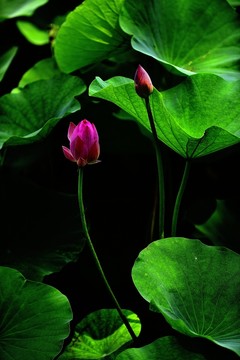荷花花語(yǔ)