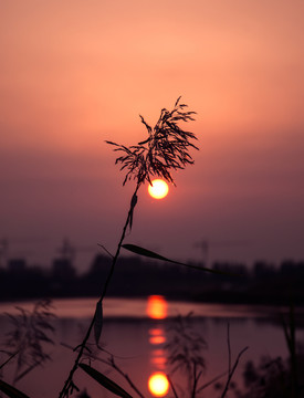 龍湖濕地
