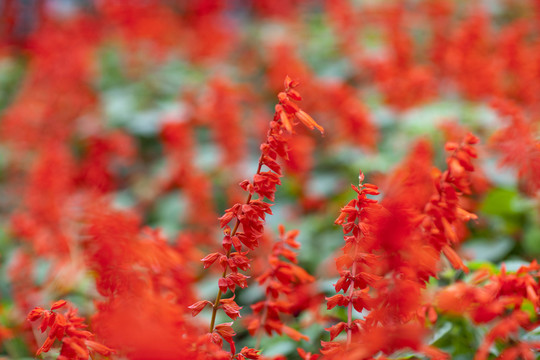 紅花