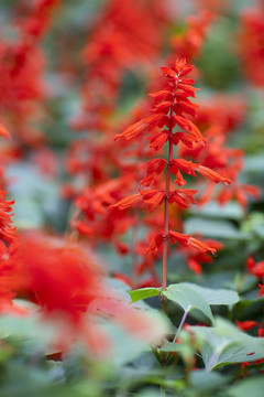 紅花
