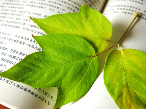 楓樹葉與書籍