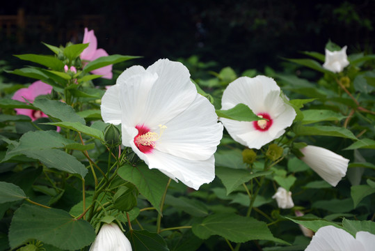 芙蓉葵