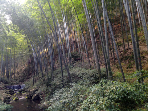 宜興竹海風(fēng)景區(qū)