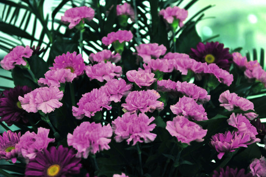 菊花 會場花 裝飾花