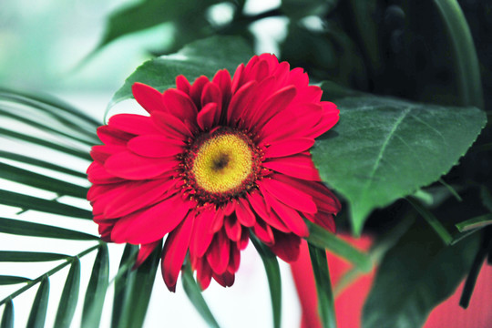 高清紅花 紅花大圖 菊花