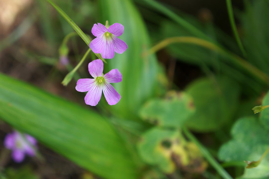 野花