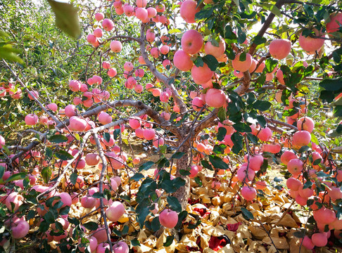 紅富士蘋(píng)果