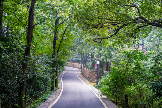 森林小路