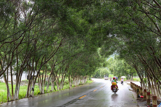 廣西巴馬風光 林蔭路