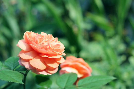 月季花
