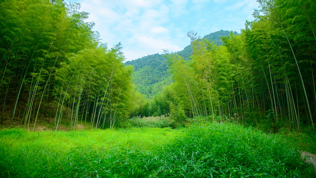 綠地竹林遠山